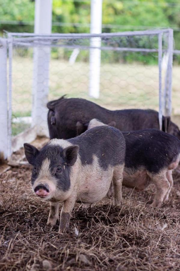 Hotel - Granja De Animales San Basilio De Palenque Сан-Басилио-дель-Паленке Экстерьер фото